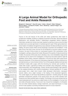 A Large Animal Model for Orthopedic Foot and Ankle Research
