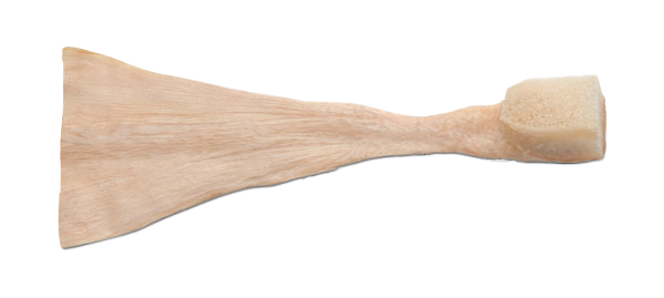 https://paragon.fru.qa/app/uploads/2025/10/Achilles-Tendon-w-Bone.png